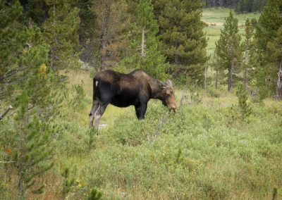 6764-moose